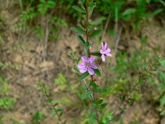 {Lythrum alatum}